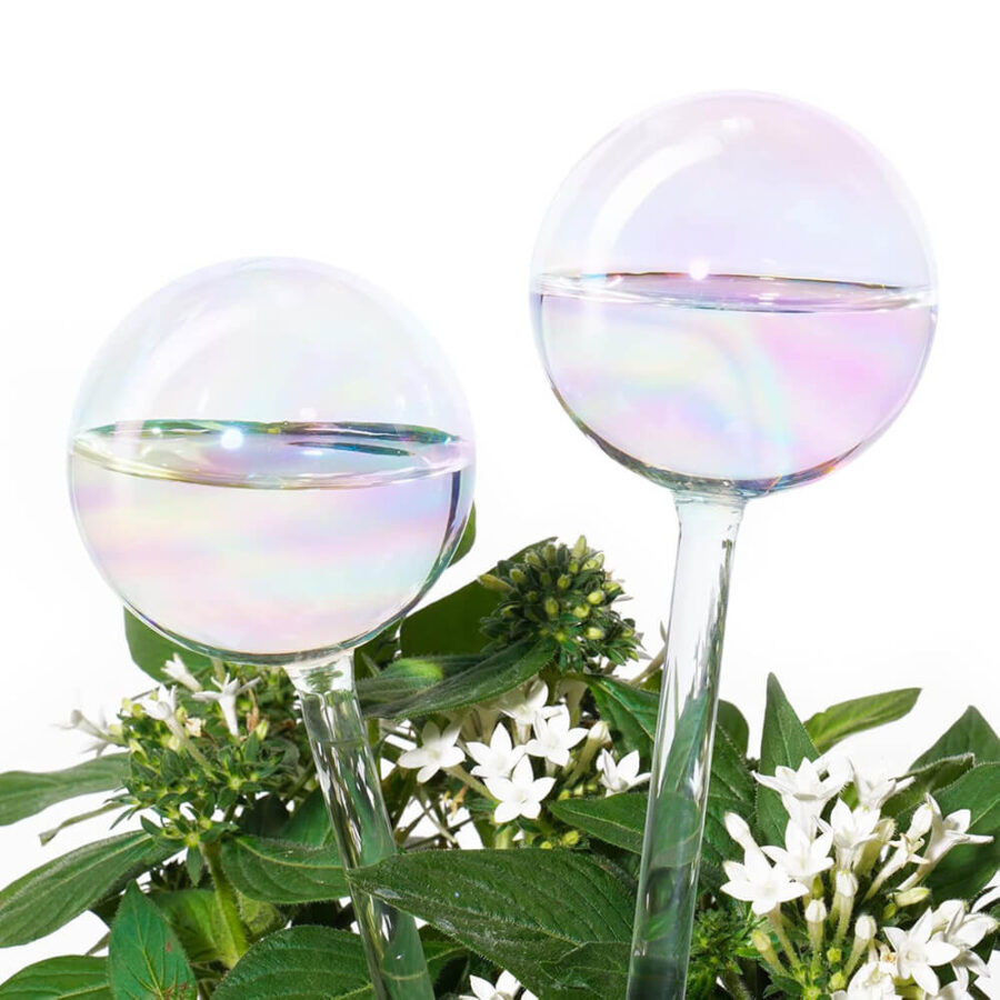 Clear Glass Self-Watering System